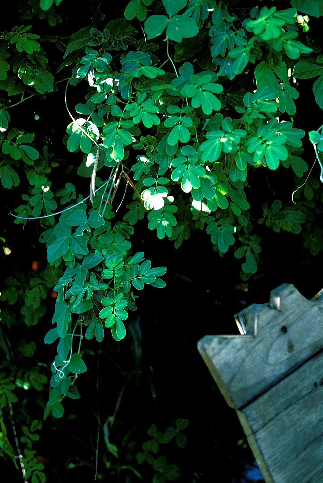 [NS Eyes] SF-No.201 Aki Nishihara 西原亚希 -UNDERAGE!_第3张