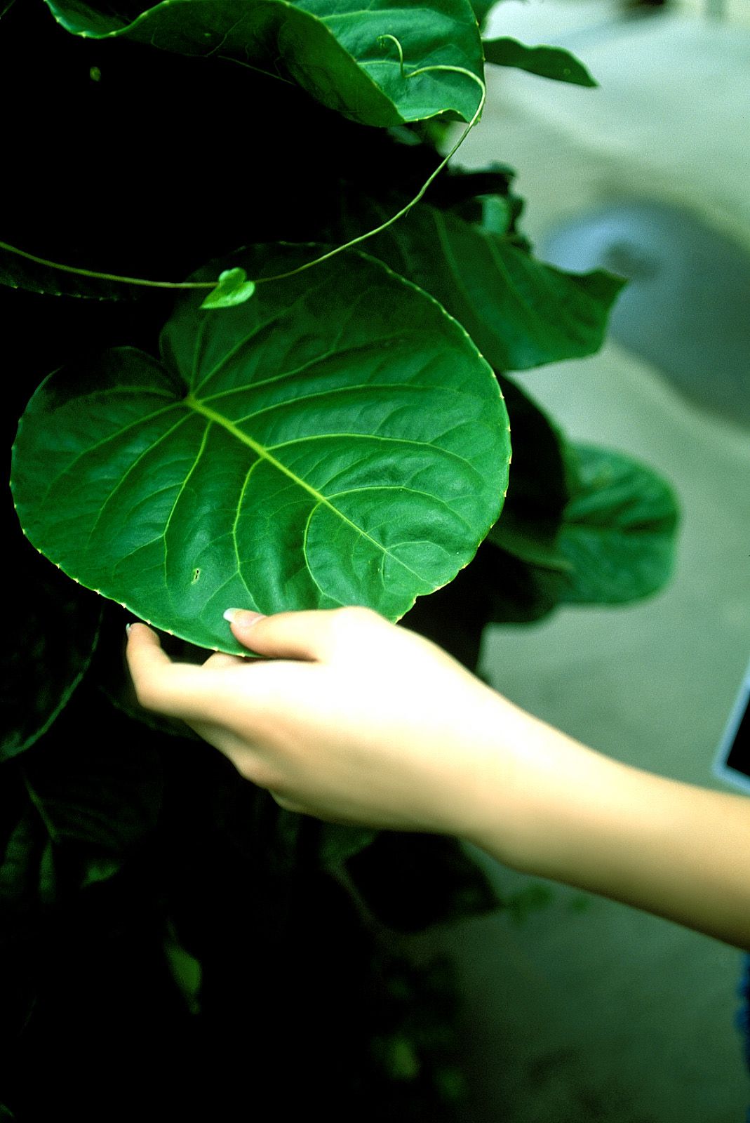 [NS Eyes] SF-No.228 Namiko Wakabayashi 若林菜美子_第3张