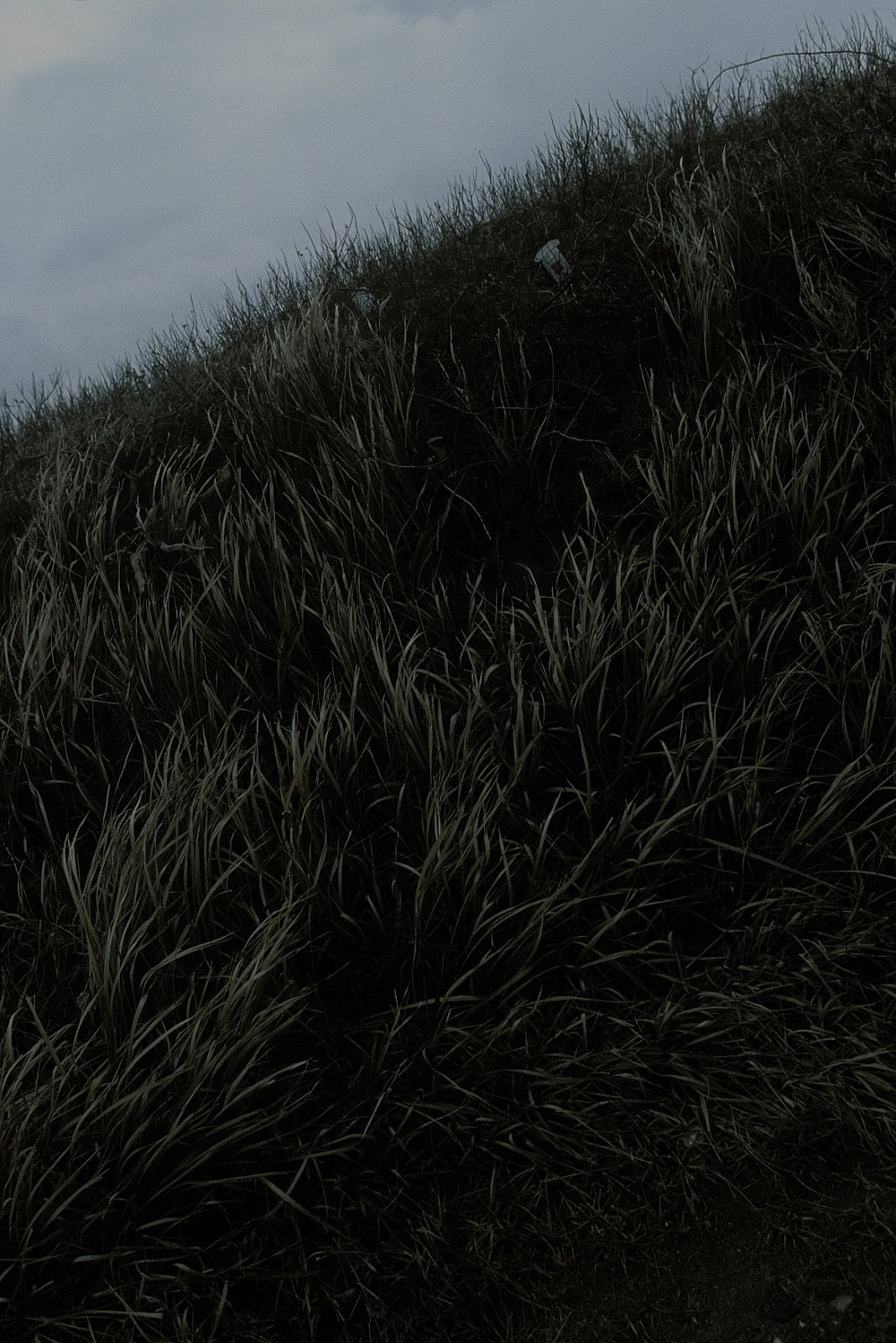 [NS Eyes] SF-No.250 Shien 紫艷/中江ひろ子_第4张