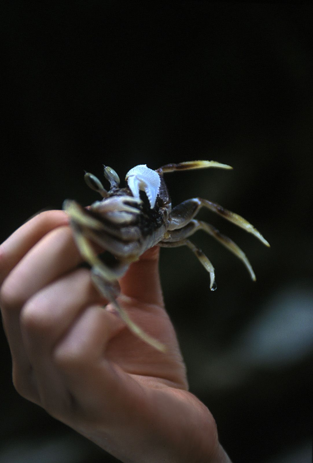 [NS Eyes] SF-No.312 Akari Hoshino 星野あかり_第2张