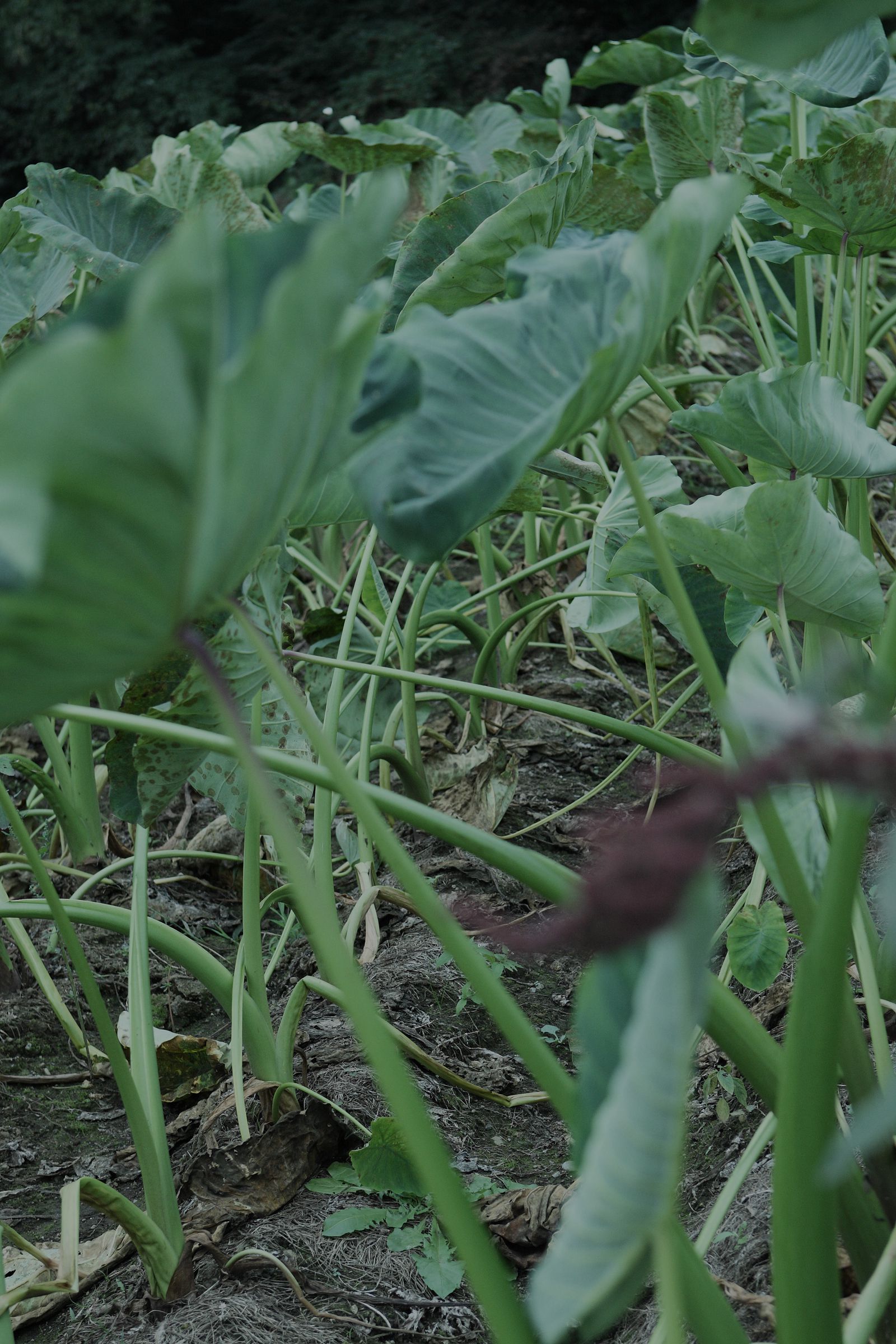 [NS Eyes] SF-No.528 原南海子 Namiko Hara_第3张