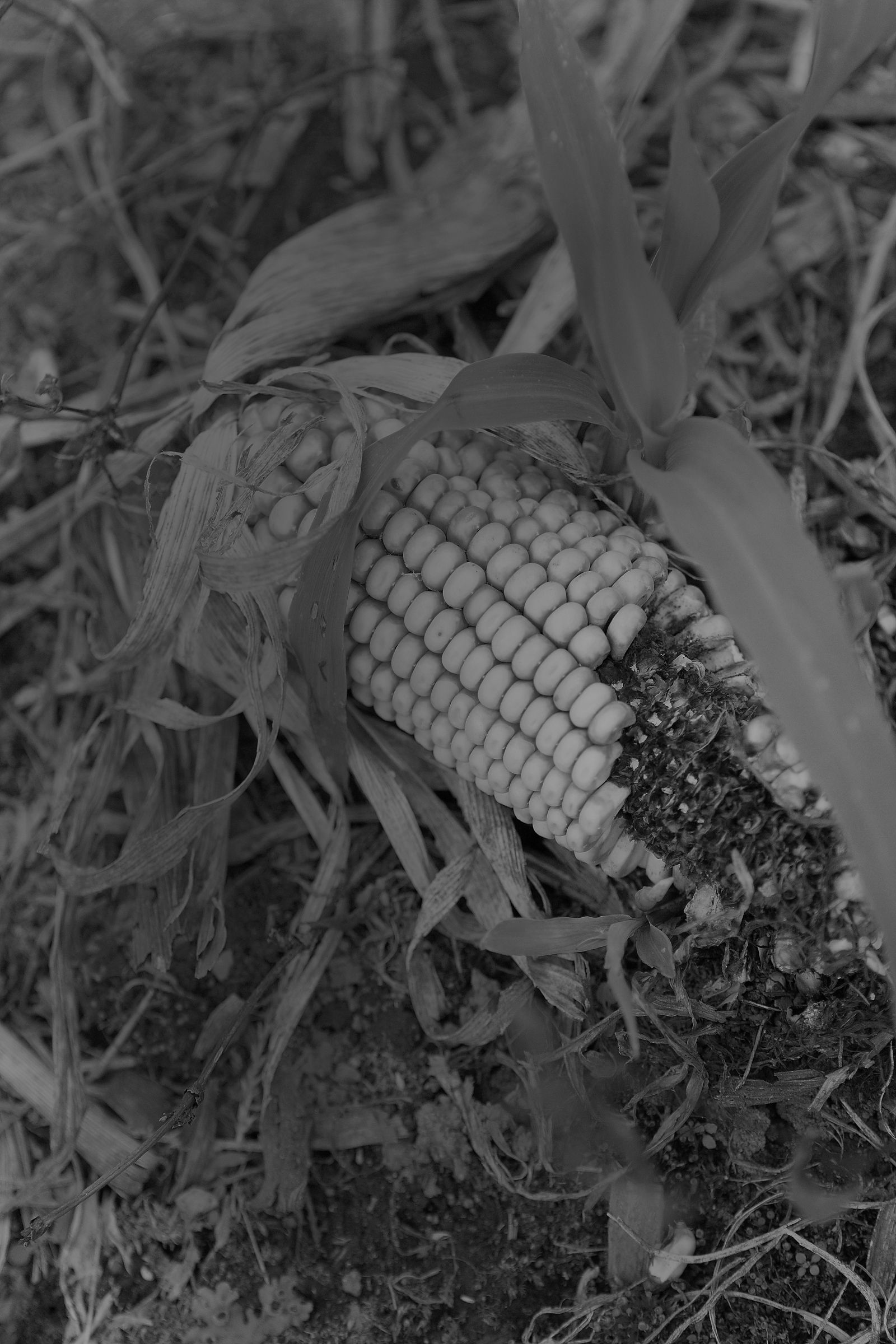 [NS Eyes] SF-No.528 原南海子 Namiko Hara_第5张