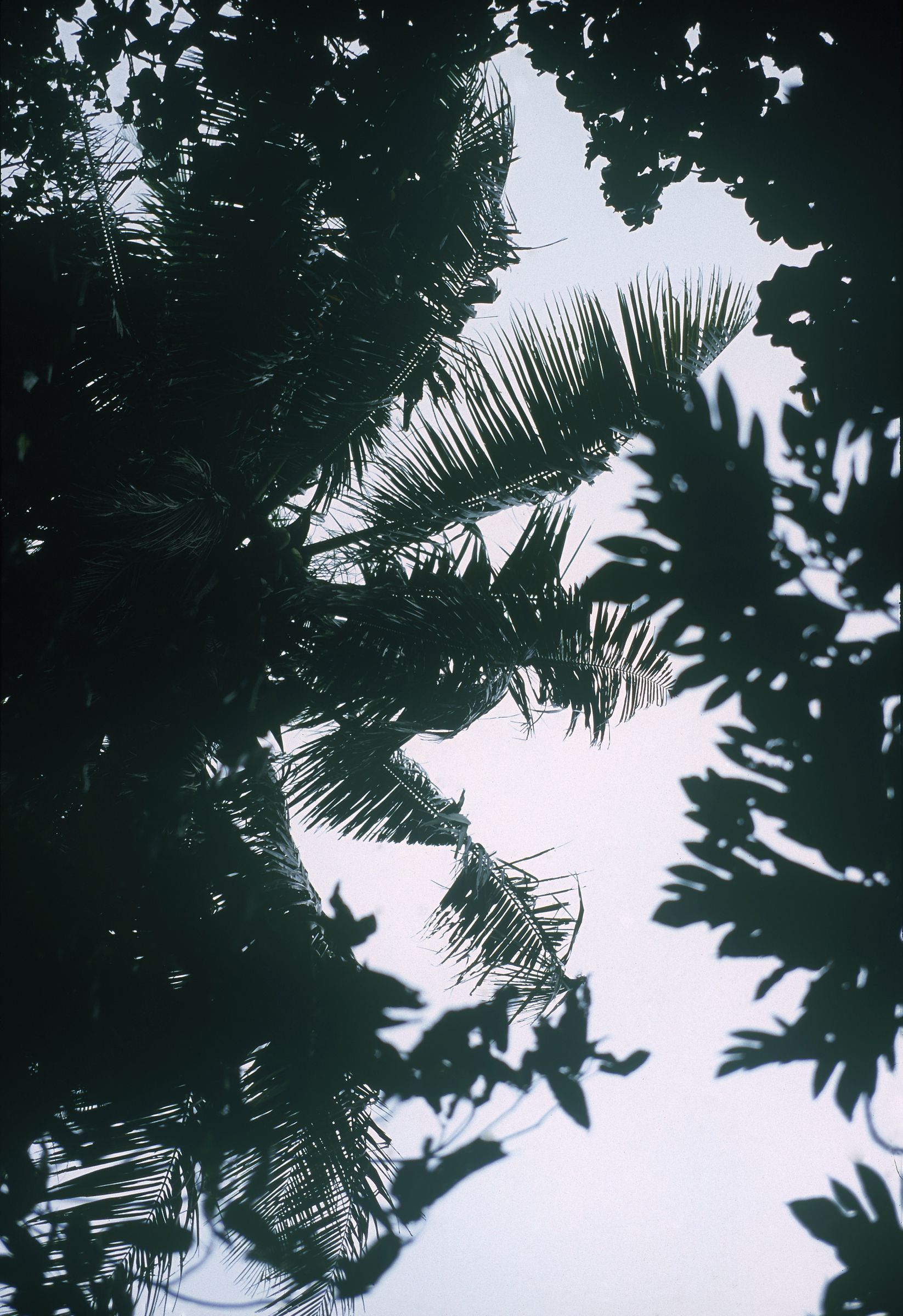 [NS Eyes] SF-No.587 Honoka 穗花_第3张