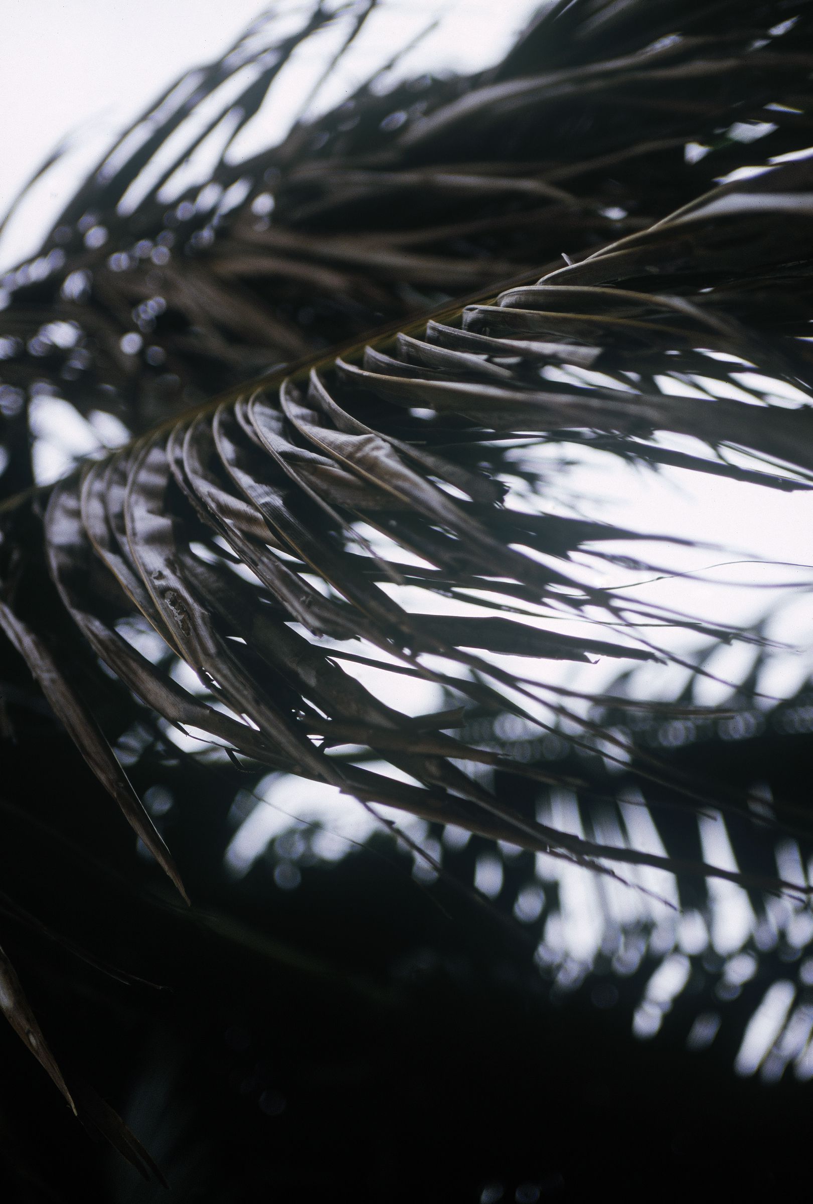 [NS Eyes] SF-No.587 Honoka 穗花_第5张