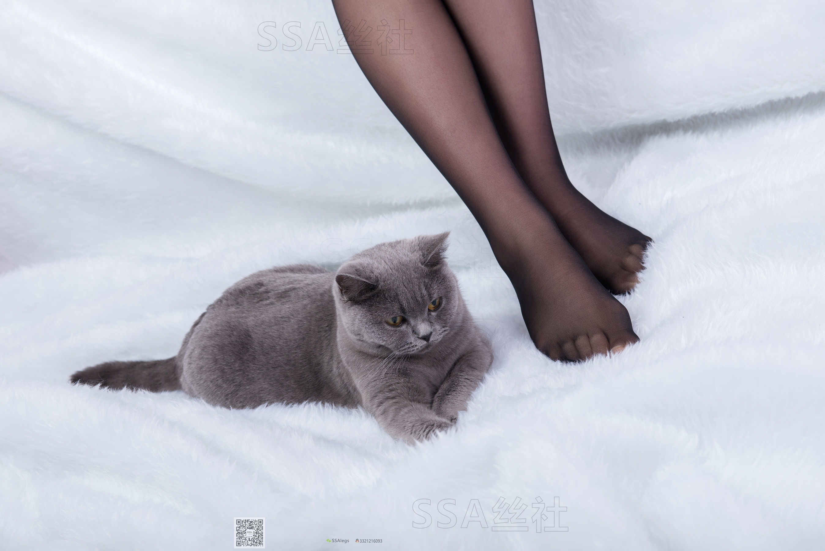 [SSA丝社]超清写真 No.069 云云 旗袍_第4张