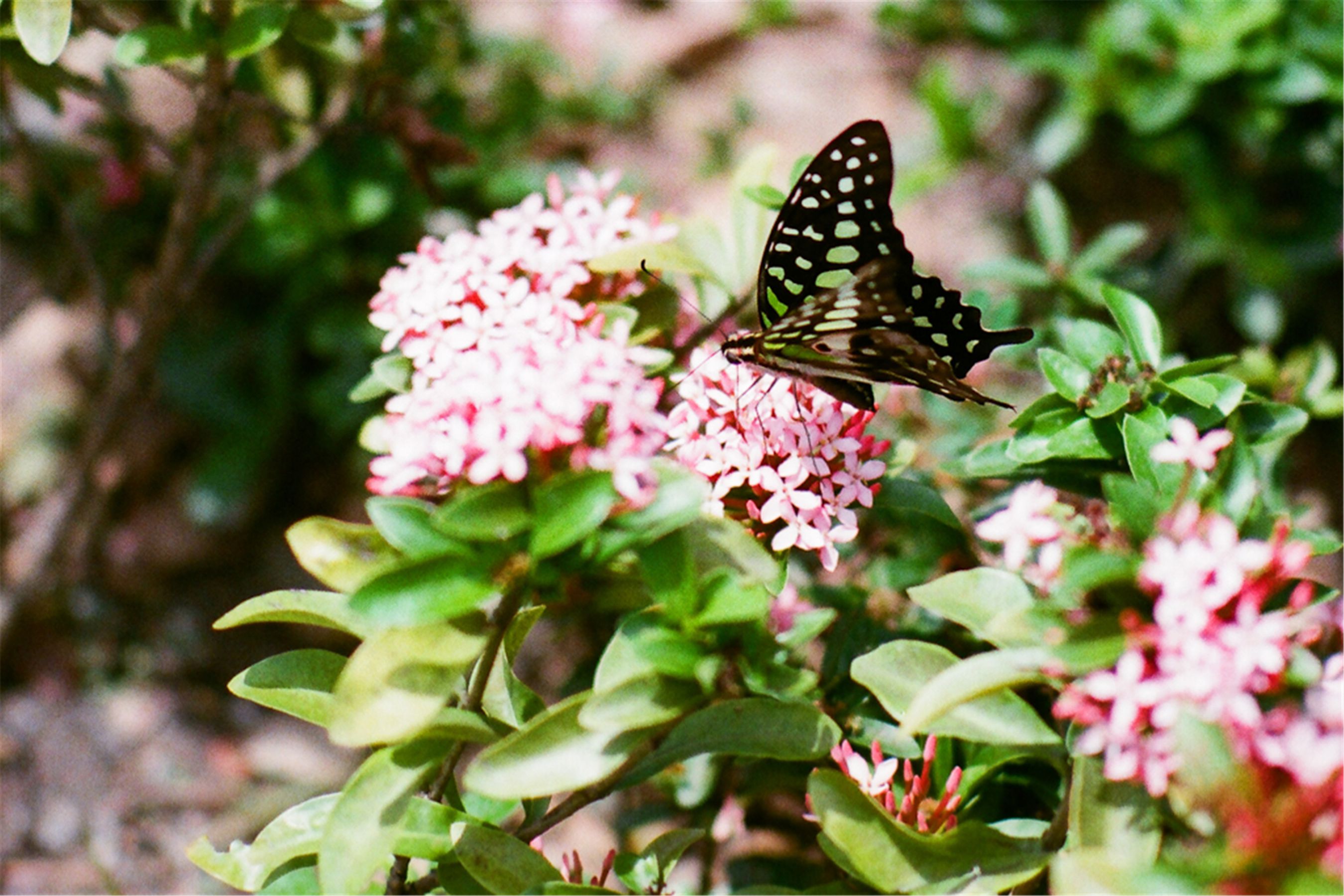Kila晶晶/廖挺伶《莲池潭外拍》_第2张