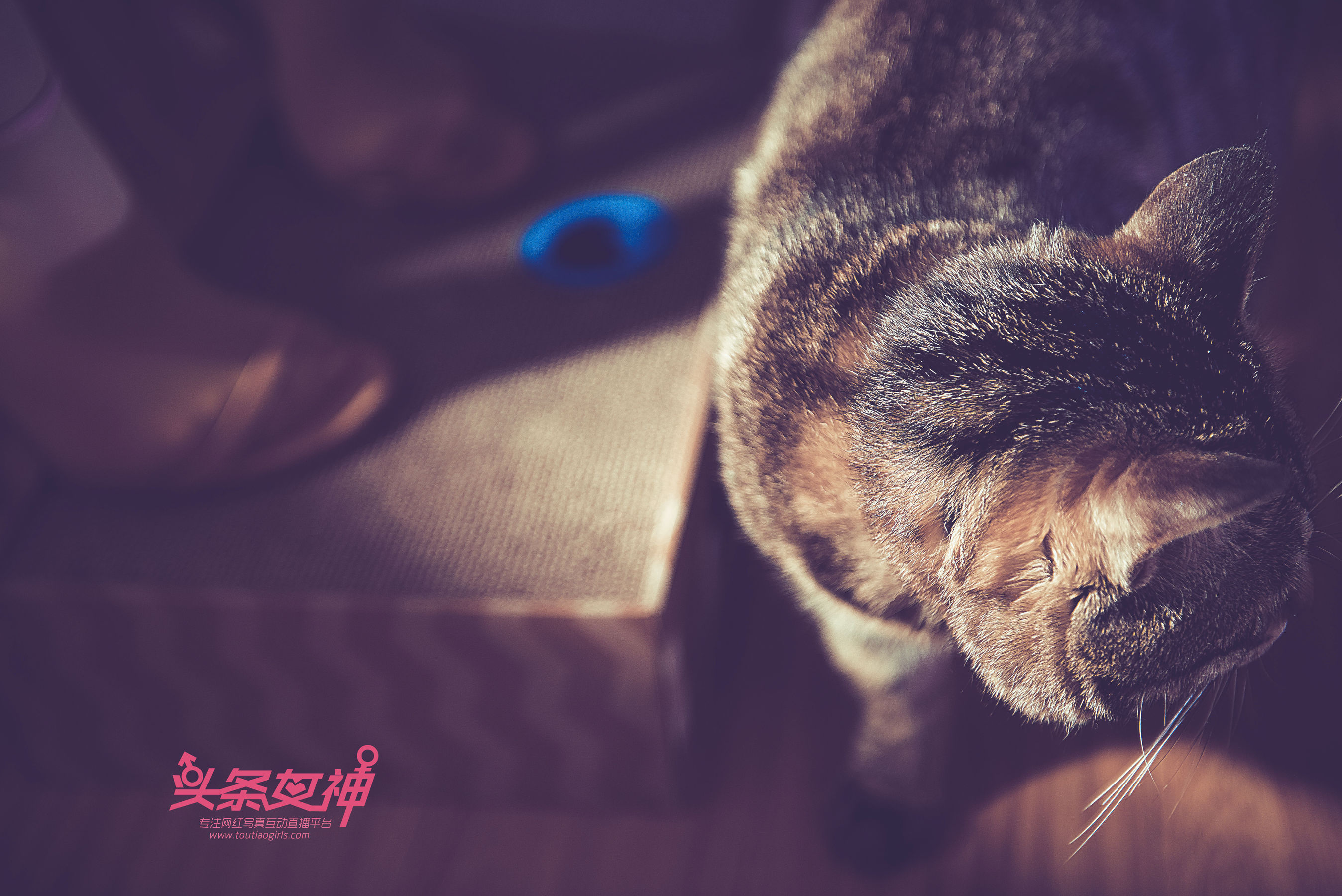 《第五人格》 [头条女神Toutiaogirls]_第4张